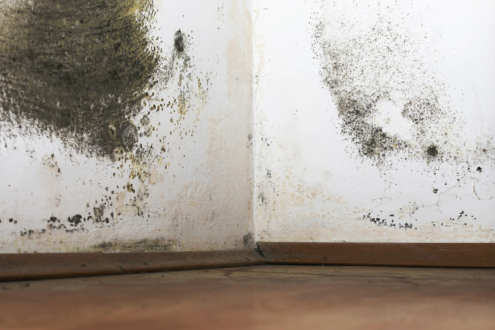 Professional dampness inspection with moisture detection equipment